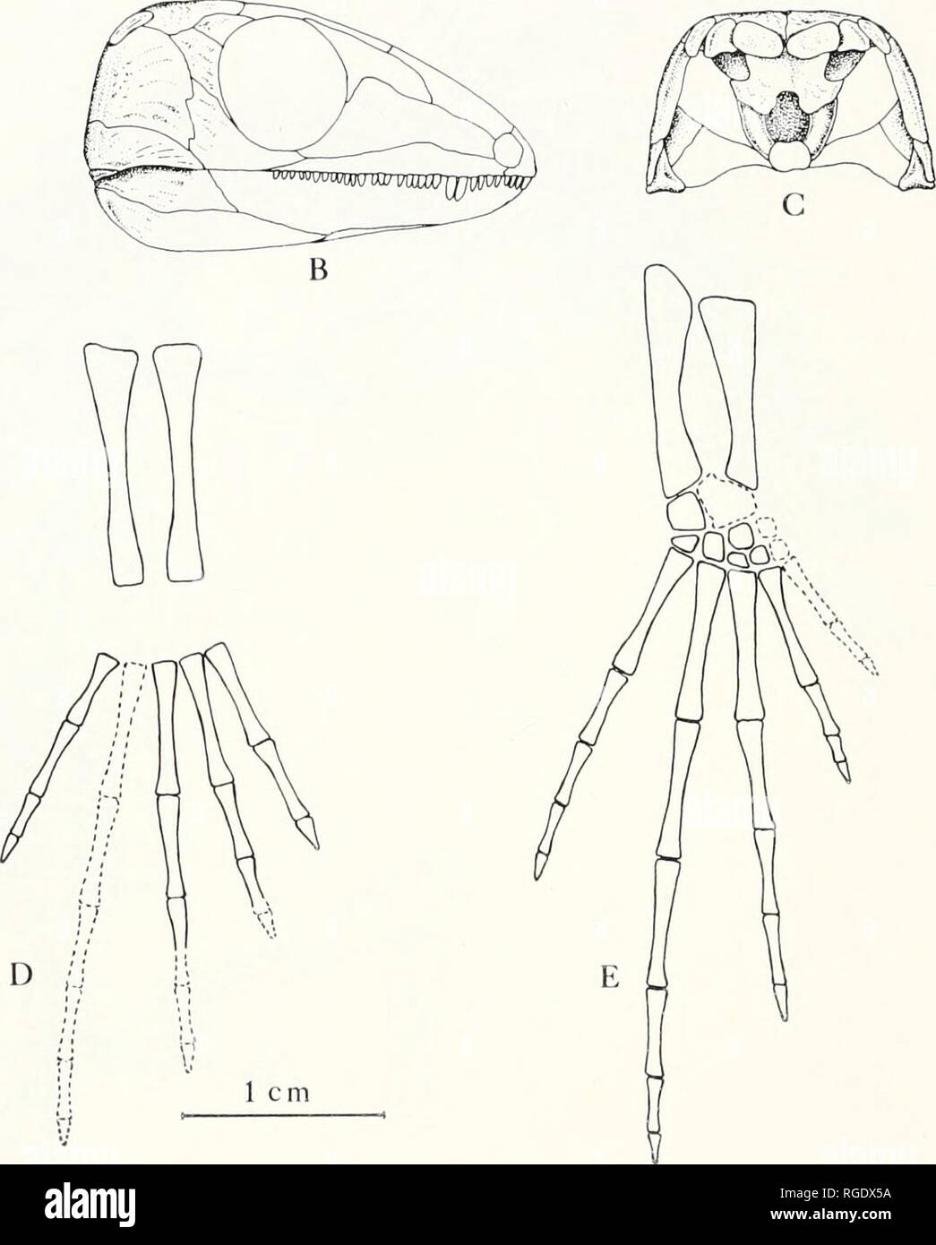 . Bulletin du Museum of Comparative Zoology de Harvard College. Zoologie. 1 cm Figure 5. /Anthracodroweus ongipes. Restauration de crâne dans : A. ; zones dorsales sont hypothétiques. D. et E. Restauration de main et pied. X 2. B. et C. ; latérale vue occipitale. Les éléments de l'atlas-axis sont quelque peu complexes et désarticulée partiellement obscurci par l'os dispersés de l'oc- hôpital complexe. Le proatlas n'est pas évident. Le passage de l'atlas de gauche est préservé dans sa position normale essentiellement bien que sa surface latérale est obscurci par un fragment d'os. Il y a un ventre Banque D'Images