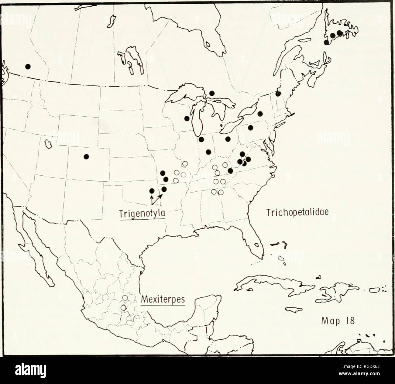 . Bulletin du Museum of Comparative Zoology de Harvard College. Zoologie. Dans Chordeumida • SJicar études 275. Carte 18. Amérique du Nord, montrant la distribution des genres de la famille. Trichopetalidae Points, Trigenotyla (comme indiqué], et Trichopefalum Scoterpes ; cercles, et (comme indiqué). Mexiterpes iinws indiqué par de vagues de sutures, avec ou sans pince. Coxae des jambes 10 et 11 avec les glandes coxal, légèrement agrandie. Les femmes n'postgenital la plaque. Genres inclus. Trichopetaliim, sco- Mexiterpes Trigenotyla terpes,,. Distribution (Carte 18). La Géorgie à l'ouest de New York, au nord de Terre-Neuve ; B Banque D'Images