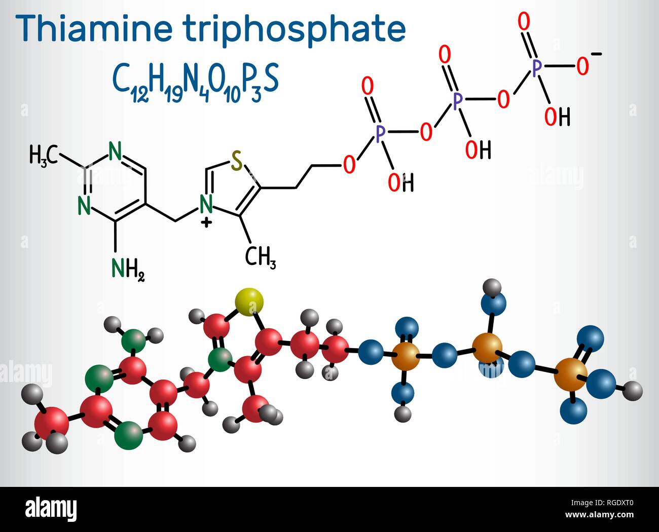 Le triphosphate de thiamine (ThTP), c'est le dérivé triphosphate de la thiamine vitamine. Formule chimique structurale et molécule modèle. Illus vectoriel Illustration de Vecteur