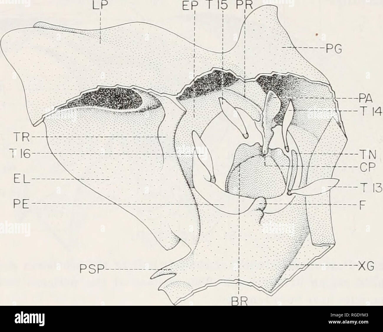 . Bulletin du Museum of Comparative Zoology de Harvard College. Zoologie. BULLETIN 306 : Museum of Comparative Zoology et articule avec la base de la coxa. Juste à la dorsale est un grand processus coxal, pleural lamellaire apophysis (PA) ("bras pleural" de beaucoup d'auteurs ; "Pleuralhaken" de Larsen, 1945a et b) qui s'étend sur près de la partie latérale des notum. Il n'est pas réparti le wath-ci, comme il le fait dans de nombreux bugs. Une membrane épaisse (Fig. 5, PL) les projets de la ligne médiane de la furca apophysis pleural (d'être décrites ci-dessous). Un lien similaire entre Banque D'Images