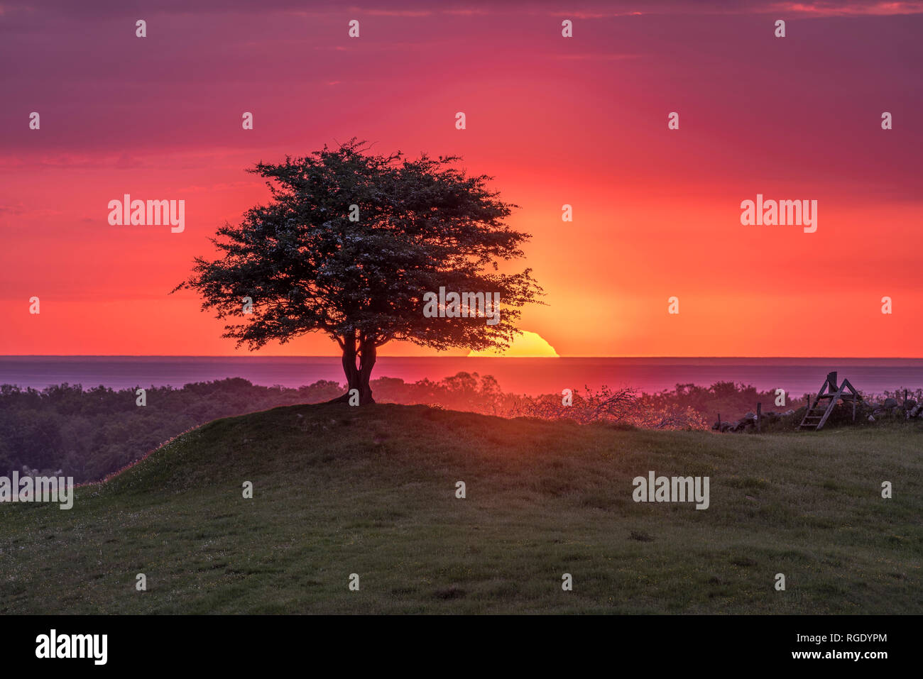 Lever du soleil sur la mer derrière un arbre solitaire sur une colline dans un magnifique paysage pastoral. Osterlen, Skane, Sweden. La Scandinavie. Banque D'Images