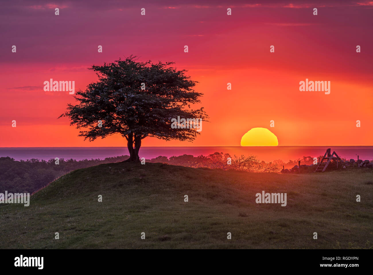 Lever du soleil sur la mer derrière un arbre solitaire sur une colline dans un magnifique paysage pastoral. Osterlen, Skane, Sweden. La Scandinavie. Banque D'Images