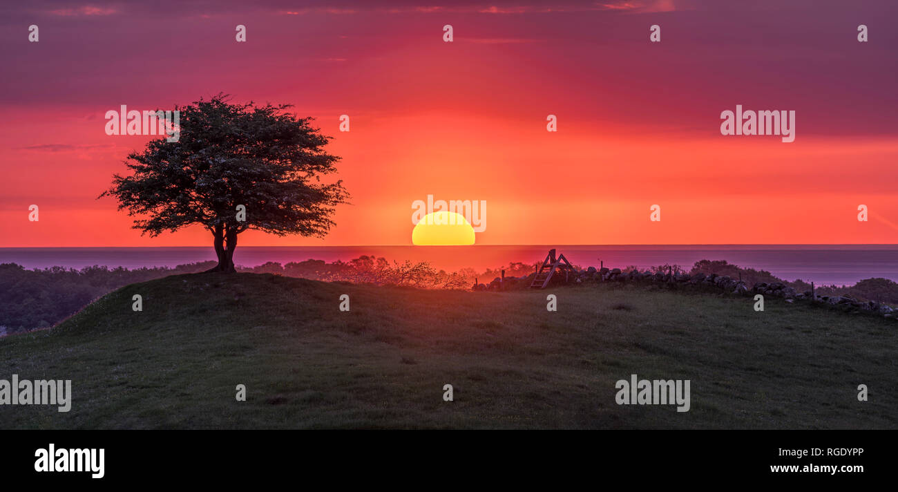 Vue panoramique sur le lever du soleil sur la mer derrière un arbre solitaire sur une colline dans un magnifique paysage pastoral. Osterlen, Skane, Sweden. La Scandinavie. Banque D'Images
