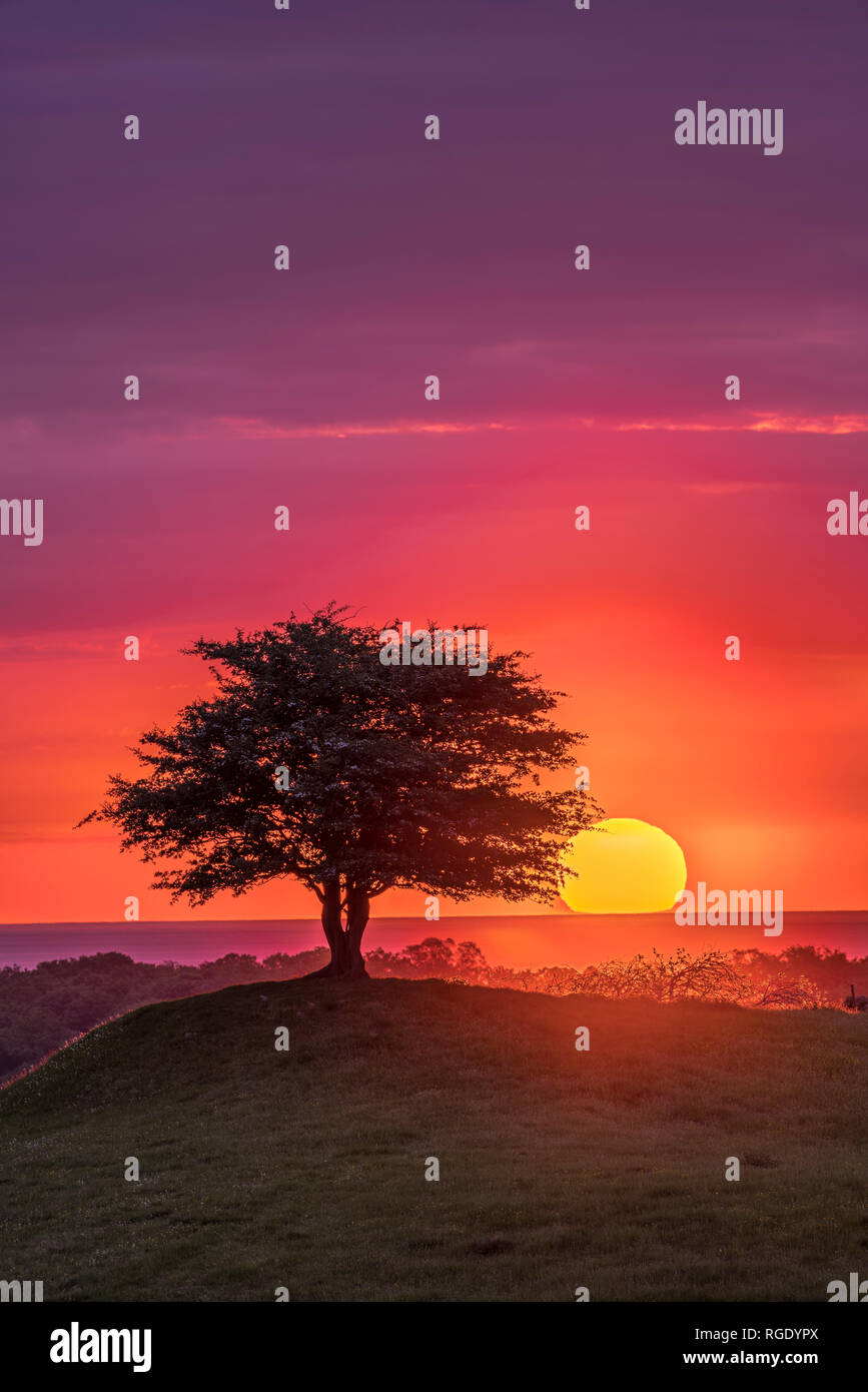 Lever du soleil sur la mer derrière un arbre solitaire sur une colline dans un magnifique paysage pastoral. Osterlen, Skane, Sweden. La Scandinavie. Banque D'Images