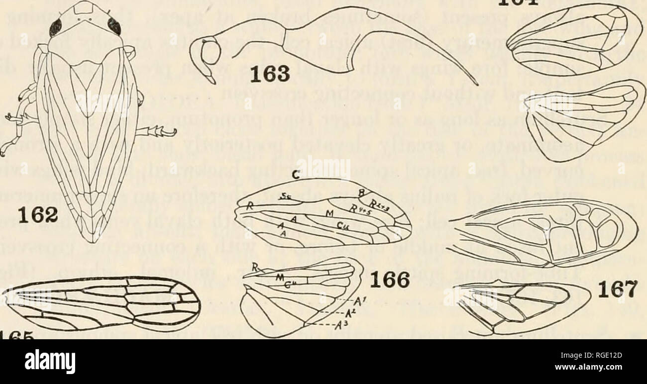 Bulletin du Museum of Comparative Zoology de Harvard College. Zoologie.  Bulletin 110 : Museum of Comparative Zoology la tête et avec les écharpes  généralement aussi longtemps que les marges ou plus