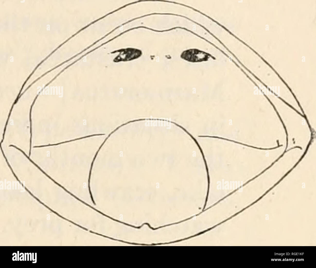 . Bulletin du Museum of Comparative Zoology de Harvard College. Zoologie. Fig. 6.- Telmatobius culeus (Garman). 1. Pied. 2. La main. 3. Ouvrir la bouche. quarts de la distance à l'orbite. Orteils palmés pleinement mais une entaille profonde, faisant apparaître un peu plus de la moitié des pattes palmées ; une frontière de peau sur le côté intérieur de la tarse et une plus étroite sur le bord extérieur de la FOM-e orteil ; tubercules subarticular à peine visible, les tubercules métatarsiens la plus distincte ; talons presque en contact lorsque les membres postérieurs sont pliés à angle droit par rapport à l'axe du corps ; l'articulation tibiotarsal atteint Banque D'Images