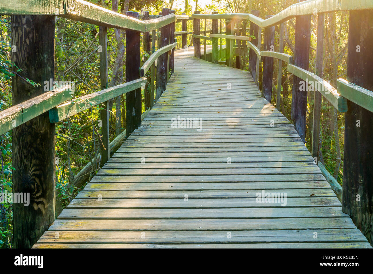 Randonnée sentier en bois. Banque D'Images