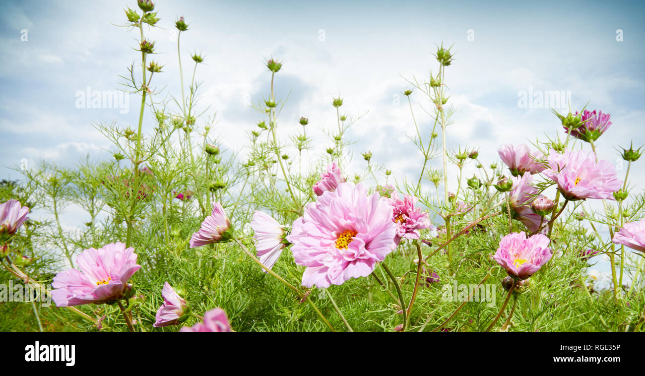 Printemps ou été bannière panorama avec de jolies fleurs roses délicates dans un pré ou un jardin sous un ciel bleu nuageux dans un angle faible vue rapprochée Banque D'Images