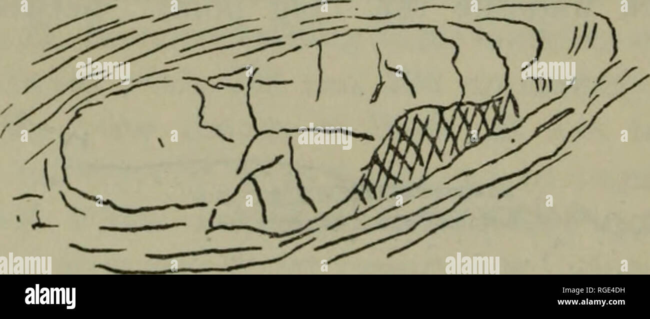 . Bulletin du Museum of Comparative Zoology de Harvard College. Zoologie Zoologie ;. Bulletin 64 : Museum of Comparative Zoology. pierres se produire en haut du lit intégré dans la formation de grès. Pas de stries glaciaires ou facettes ont été vus sur l'un des exposés de cailloux. En plus des galets de grès, J'ai vu l'un des quartzites micacées, un papier froissé phyllite, de couleur blanchâtre, chert, grès argileux rouge un granit décomposé avec feldspath rougeâtre, un silicious schiste, dans une variété de roches toto indiquant l'établissement d'au moins une petite partie des débris du Pre-Devonian terrane. Le pe Banque D'Images