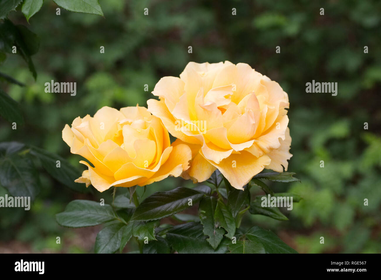 Rosa 'Frymega Spice Gold'. Arbuste jaune rose dans un jardin anglais. Banque D'Images