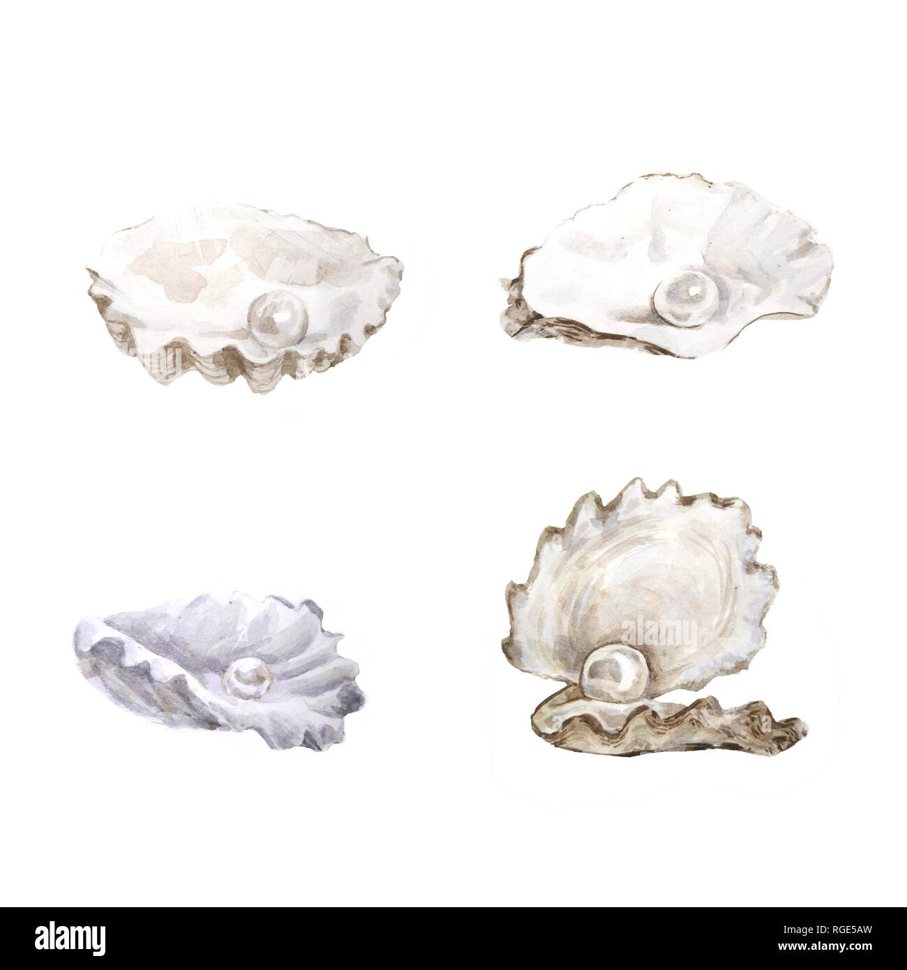Les coquillages blanc Illustrations. Conception navale. La main de l'aquarelle sur fond blanc. - Illustration Banque D'Images