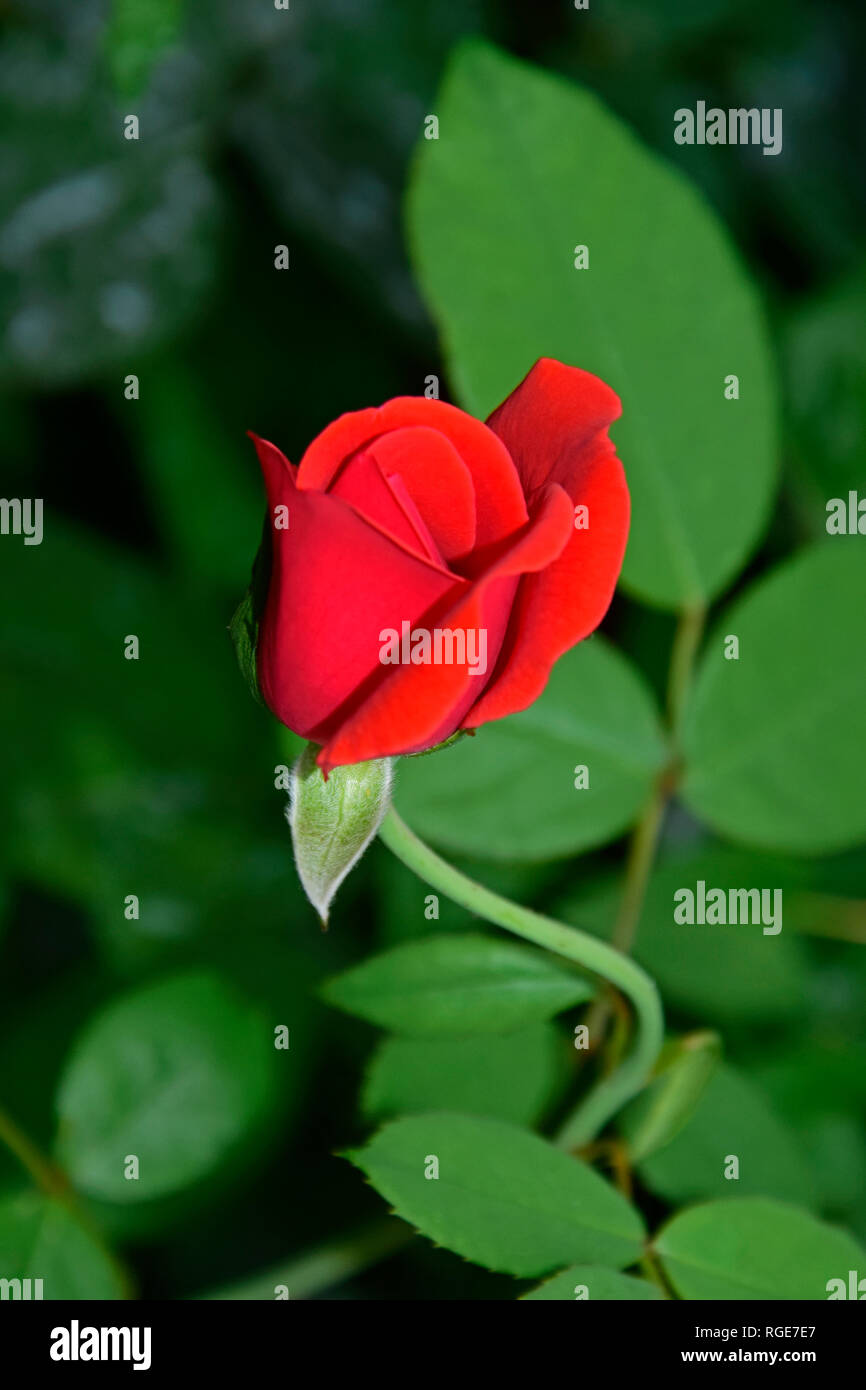 Vue rapprochée sur un seul bouton de rose rouge velouté sur vert et arrière-plan flou Banque D'Images