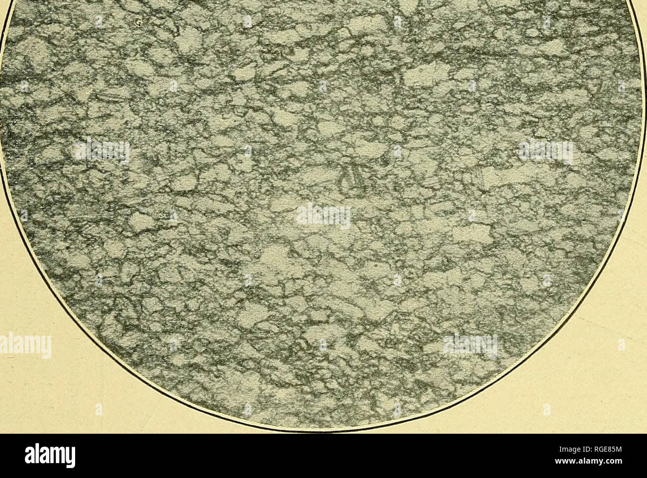 . Bulletin de la Société géologique d'Amérique. La géologie. Â Â Â Â Â Â j'i.. Â Â ... ' Â Â Â ¢ . ,'.... I. La Figure 6.âPhotomicrograph schisteuse de marbre de près de Taylors Mill Les cristaux sont très allongées. La moyenne maximale est d'environ 0,16 mm grain., qui montre la en ici pour être beaucoup moins métamorphisées que dans d'autres lieux dans le domaine. Au moment du métamorphisme il doit avoir été moins profondément enfouis, et donc moins déformant facilement sans que le cisaillement des billes ailleurs dans le domaine. Diamètres 50 agrandie. Comparer avec la figure 8, qui représente en de Gantts Quarry Banque D'Images