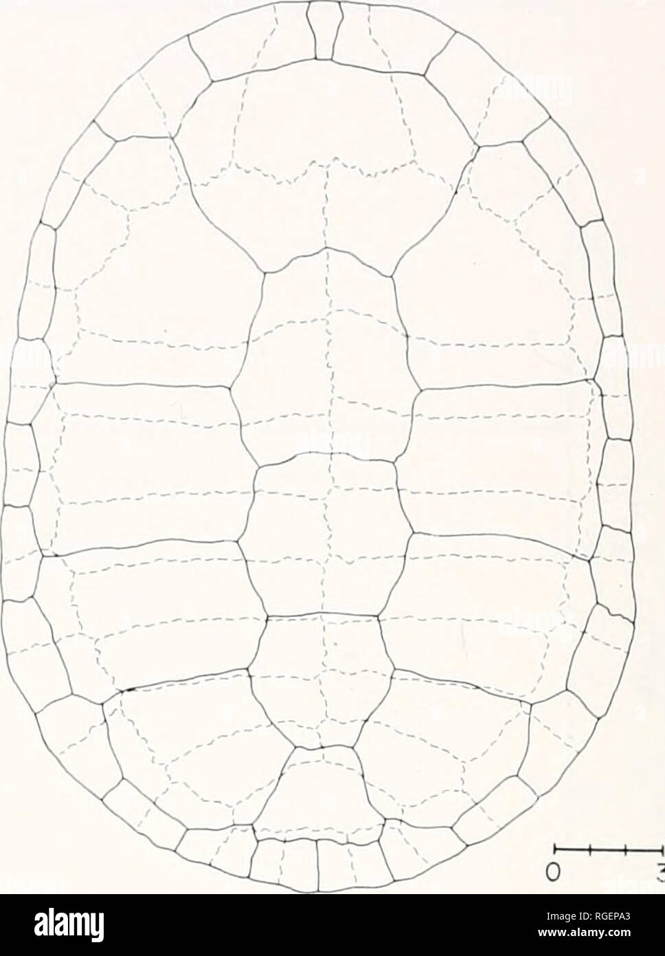 . Bulletin du Museum of Comparative Zoology de Harvard College. Zoologie. 3cm Figure 14. Vue dorsale de la carapace de MCZ 134400, un 257 mm spécimen femelle de C. parkeri. Les lignes pleines indiquent les lignes pointillées, coutures écaille sutures osseuses. La figure 13. Vue dorsale d'MCZ 129897, une 136 mm spécimen de C. parkeri. Notez en particulier la vermicu- fin sur la tête, le motif réticulé sur la carapace, la forme générale de la carapace et la réduction de la surface dorsale triangulaire écaille nucale. et d'une télévision, d'où une fosse peu profonde temporalis supérieur et un pariétal larged relativement en- Banque D'Images