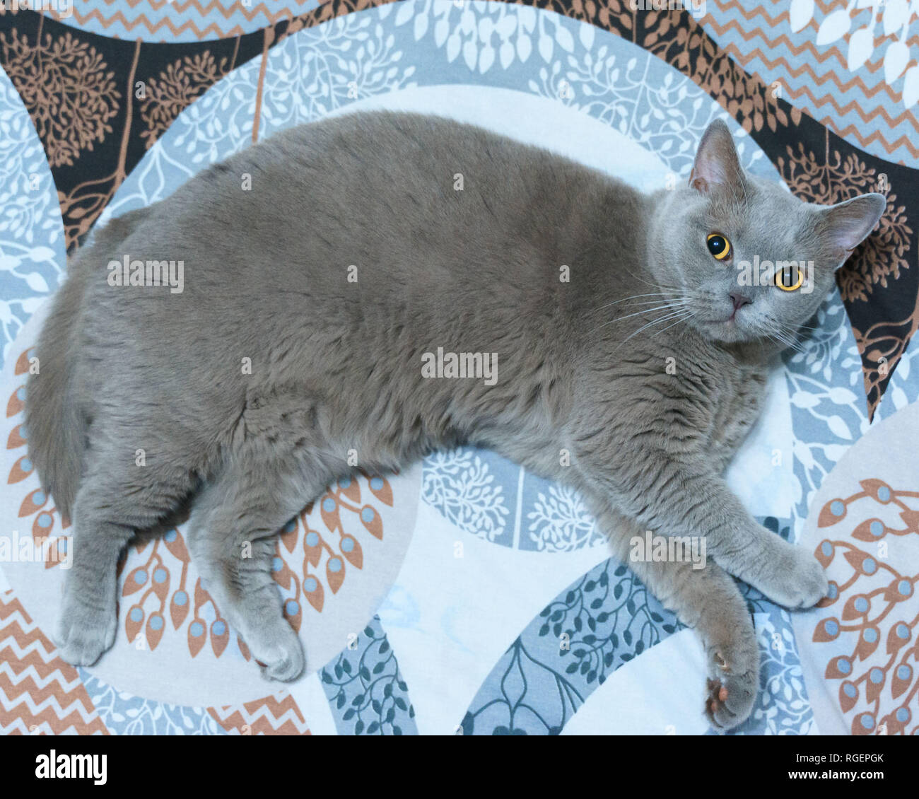 Joli chat gris couché au lit, s'assit confortablement animal moelleux pour dormir. Maison confortable avec un drôle d'arrière-plan animal. Banque D'Images