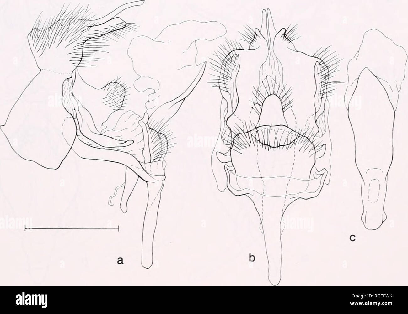 . Bulletin du Museum of Comparative Zoology de Harvard College. Zoologie. 175 w. nr. Les figures 174, 175. Organes génitaux masculins de l'Acraga, latéral (A) et (b) point de vue ventrale avec aedoeagus (c) (échelle  = 1 mm). La Figure 174. Acraga perbrunnea (USNM 22515). La Figure 175. Acraga citrina (USNM 22513).. Veuillez noter que ces images sont extraites de la page numérisée des images qui peuvent avoir été retouchées numériquement pour plus de lisibilité - coloration et l'aspect de ces illustrations ne peut pas parfaitement ressembler à l'œuvre originale.. L'Université de Harvard. Museum of Comparative Zoology. Cambridge, Mass. : Le Musée Banque D'Images