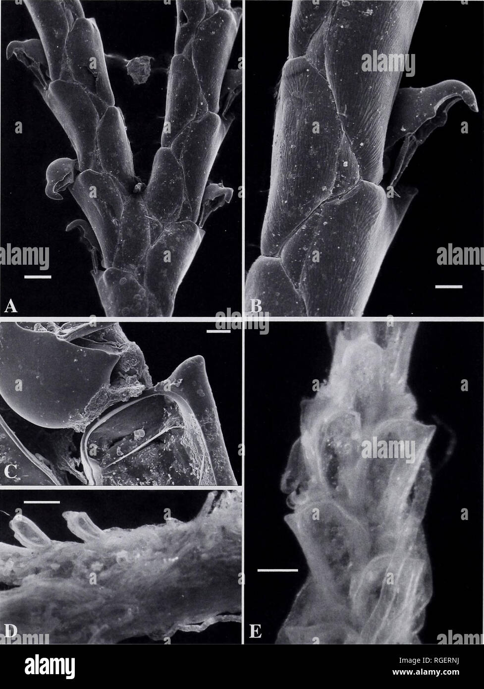 . Bulletin du Museum of Comparative Zoology de Harvard College. Zoologie Zoologie ;. Bulletin 200 Museum of Comparative Zoology, Tome 159, n° 3. La figure 12. Bugula robusta. La Tasmanie. SEM et microscope optique des images. SEM : A. Abfrontal Direction générale de côté, bifurcation montrant pattern. Barre d'échelle  = 200 |jim. B. Close-up d'abfrontal Direction générale de côté, montrant le motif en zig-zag des murs adjacents. Barre d'échelle  = 100 (I.M. C. Close-up d'un opercule de zooid et position du pédoncule zooid distale sur l dont l'extrémité proximale mur frontal. Barre d'échelle  = 50 |xm. Des micrographies de lumière : D. Vue arrière de la radicule et zooid Banque D'Images