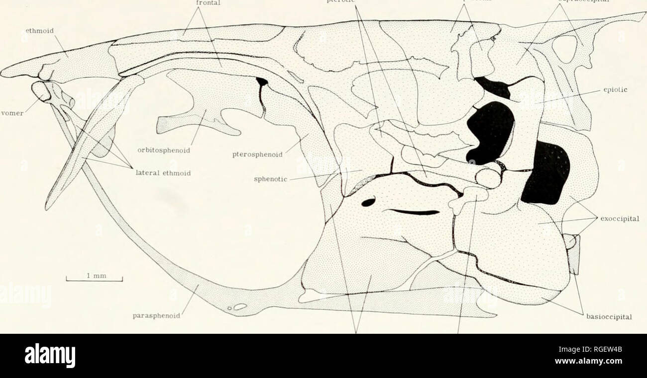 . Bulletin du Museum of Comparative Zoology de Harvard College. Zoologie. EcuADOREAx Glaxdulocaudine pterotic • Poissons Roberts 499. supraoccipitai exoccipital pariétal parasphénoïde prootique intercalar Figure 8. Phenacobrycon henni. Vue latérale du crâne (27,7 mm spécimen). lotabrycoii basioccipital se produisent sur les crochets des rayons pelviens mais sont dirigés vers le dedans et re- limite et le bord intérieur de chaque rayon (Fig. 4). Dans Phenacobrycon Landonia et les rayons pelviens n'a pas de crochets. Dans Landonia les crochets sont dirigés vers le dedans et limité au bord intérieur de chaque rayon comme dans lotabrycon, Banque D'Images