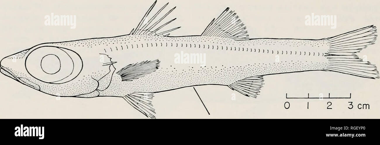 . Bulletin du Museum of Comparative Zoology de Harvard College. Zoologie. 170 Bulletiti Museum of Comparative Zoology, 146, n° 3. La figure 11. Epigonus occidentalis, 152,7 mm SL, MCZ 48840. Le dedans, recourbés disposés en rangées vers l'unique-triple, effilé à l'arrière d'une seule ligne ; langue maternelle l'édenté complet. Épine operculaire, faible à 7-9 petits serrae ventrales ; l'angle du préopercule produit, arrondi, orné avec des stries et des dentelures faible ; subopercle et inter- opercule sans ornement. Branchicténies 25 (3), 26 (1), simple, awl-comme. Les caecums pyloriques 7(1), 8(2). La première nageoire dorsale VII (4), VIII (1 Banque D'Images