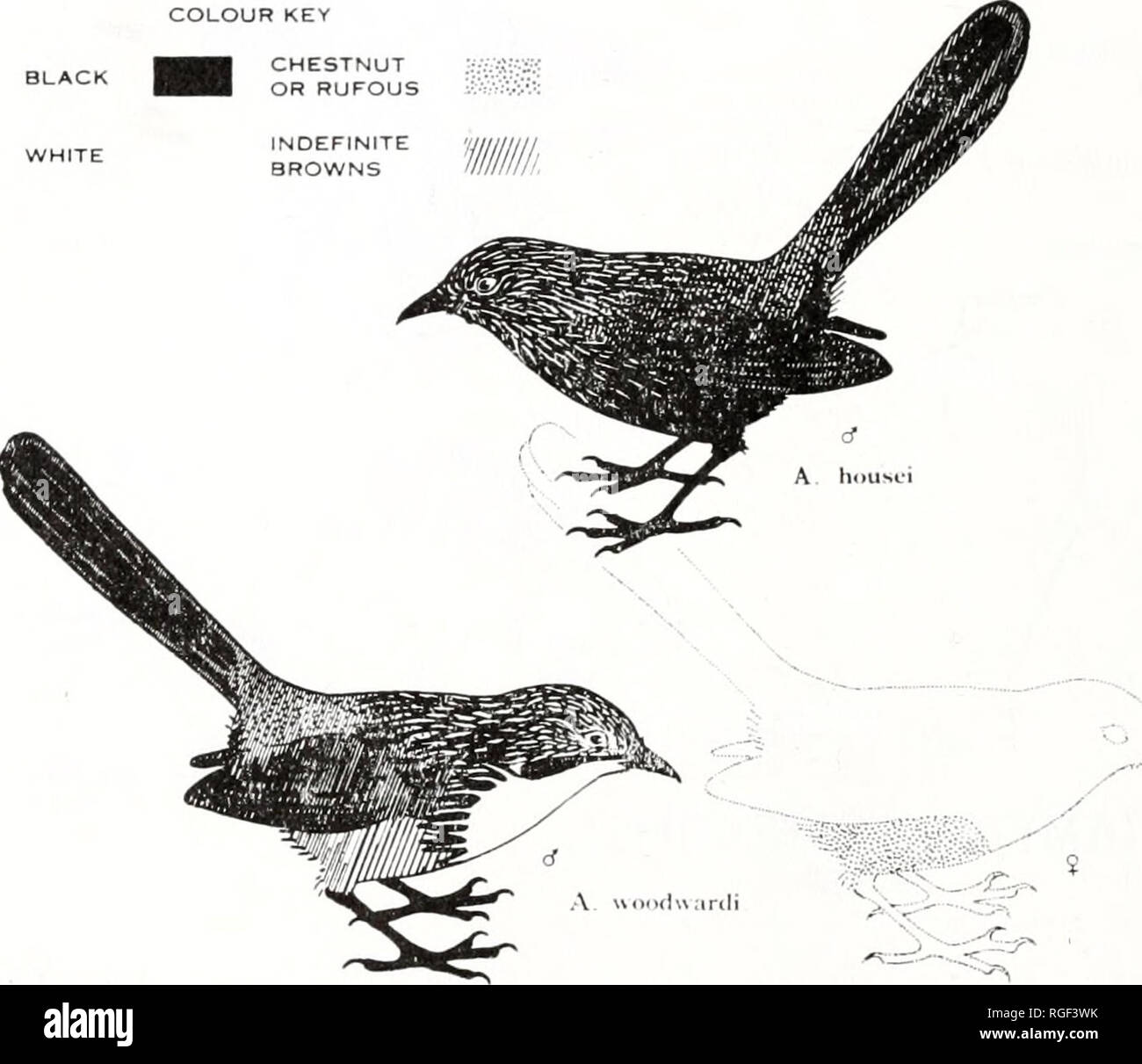 . Bulletin du Museum of Comparative Zoology de Harvard College. Zoologie. BULLETIN 366 : Museum of Comparative Zoology Les dérivés isolés de A. striatus (A. dorothcac, A., et A. housci woodwardi) ne peuvent qu'avoir atteint leur pres- ent ensemble à une époque où (désert) a remplacé les prairies de savane spinifex (un habitat inadéquat en ce qu'il manque la couverture permanente). Touche de couleur marron roux ou bruns indéfinie. Veuillez noter que ces images sont extraites de la page numérisée des images qui peuvent avoir été retouchées numériquement pour plus de lisibilité - coloration et l'aspect de ces illustrations ne peut pas Banque D'Images