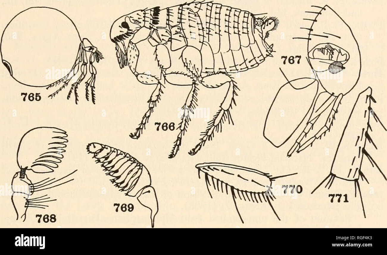 . Bulletin du Museum of Comparative Zoology de Harvard College. Zoologie. CLASSIFICATION DES INSECTES 541 énormément les femmes gonflées, globuleuses (Fig. 765). (Tunga ( =- copsylla Sar, Dermatophilus) (T. penetrans, Chigoe tropicopol ou jigger) aux puces. ; Echidnophaga gallinacea, E. (Sticktight tropicopol aux puces ou de la poule).). (SARCOPStLUD ECHIDNOPHAGlDAi/E, DERMA, les tophi COUVERCLE Ai, RHYNCHOPRI6NIDA1. TUNGIDjE. Fig. 765-771. Siphonaptera 765. Tunga, femelle adulte (Butler) Tungidse. 766. Ctenocephalides (Patton et Cragg Pulicidae). 767. Xenopsylla, vue latérale de la tête (Fox) Pulicidx. 768. Ctenocephalides, antenne ( Banque D'Images