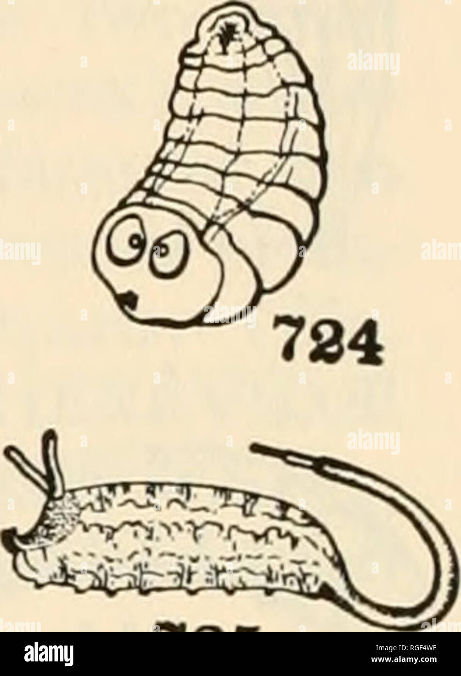 . Bulletin du Museum of Comparative Zoology de Harvard College. Zoologie. 722 723 725 Fig. 720-725. Les larves de Diptères, Aschizous 720. Syrphus, vue dorsale (Metcalf) Syrphidse. 721. Callimyia, vue dorsale (de Meijere) Platypezidae. 722. Pipunculus, vue dorsale (Perkins) Pipunculidae. 723. Lonchoptera, vue dorsale (de Meijere) Lonchopteridae. 724. Le CONOPS (Brauer) Conopidae. 725. Tubifera, vue latérale (Metcalf) Syrphidae. 40. Larve de vastes et appuyée, dans la partie dorsale apparaissant d'avoir seulement 9 ou 10 segments car la tête et prothorax sont à la radicule infléchi sous la surface, les côtés de l'adm. Banque D'Images