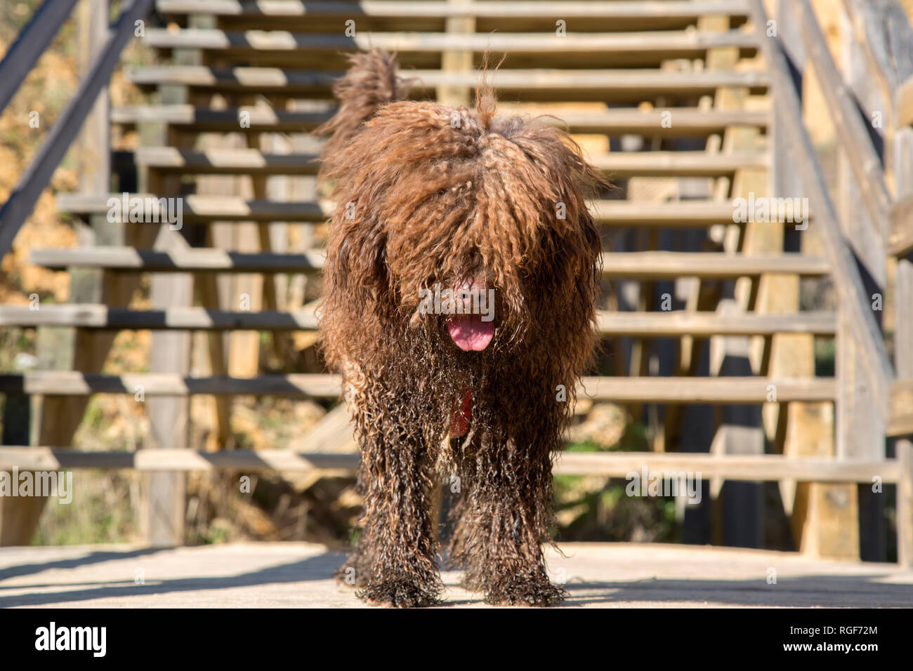 Chien d'eau espagnol sur les mesures Banque D'Images