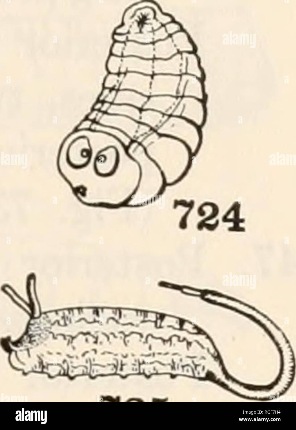 . Bulletin du Museum of Comparative Zoology de Harvard College. Zoologie. 722. 725 Figs. 720-725. Aschizous Larvse Diptères, 720. Syrphus, vue dorsale (Metcalf) Syrphidse. 721. Callimyia, vue dorsale (de Meijere) Platypezidse. 722. Pipunculus, vue dorsale (Perkins) Pipunculidae. 723. Lonchoptera, vue dorsale (de Meijere) Lonchopteridse. 724. Le CONOPS (Brauer) Conopidse. 725. Eristalis, vue latérale (Metcalf) Syrphidse. 43. spécialisée dans les organes ; piercing larve ? Acéphales apparemment, le corps avec environ onze segments obscurs, de la peau rugueuse, habituellement former divers, coniques, plus ou moins cylindrique, ev Banque D'Images