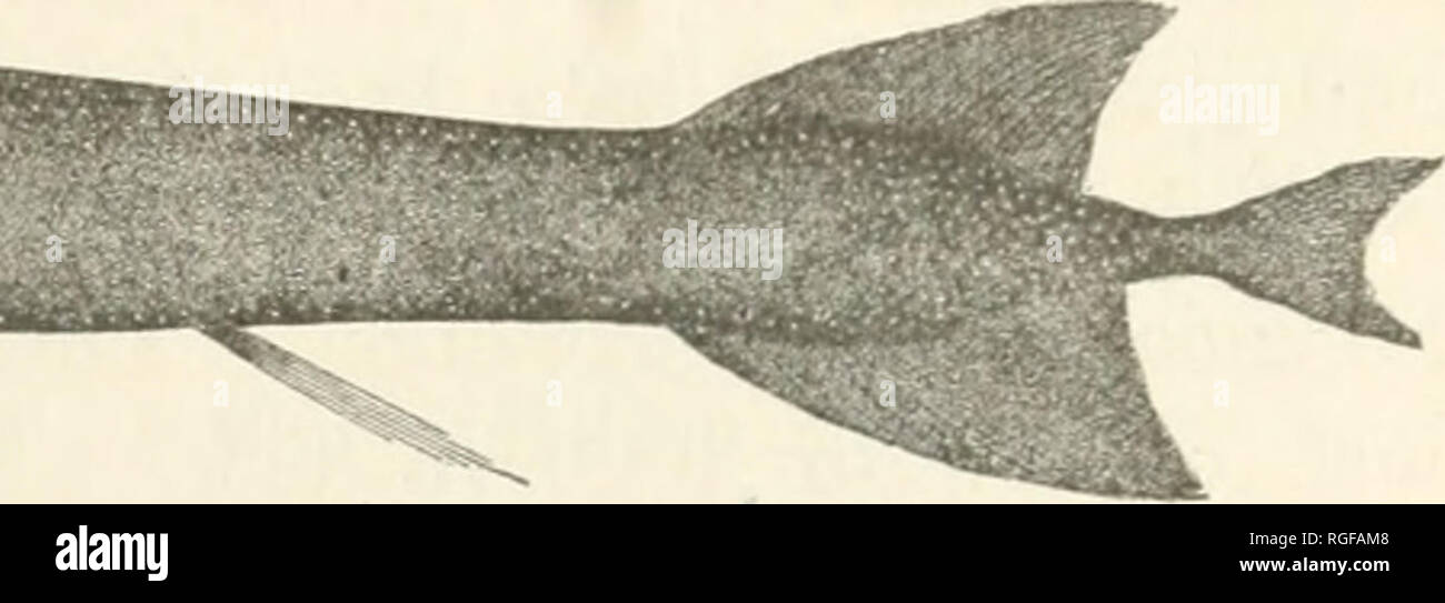 . Bulletin du Museum of Comparative Zoology de Harvard College. Zoologie Zoologie ;. ^^^^HHHIHBH. Fig-. --¥ '• - Malacosteus niger. ^. corps sous les yeux, et est peut-être une forme appartenant à l'intermédiaire des profondeurs de l'océan. Abyssale caractéristique est un poisson familier de notre littoral, Synaphobranchus pinnatus (Fig. 221), allant de 239 à 1 200 brasses. Ensuite viennent les Nemichthyidae, populairement appelé le " snipe les anguilles," extrêmement allongés, à ailettes, formes faiblement avec les mâchoires longues et Bill-comme. N&amp;michthys scolopaceus (Fig. 222) se produit le long de nos côtes en 306 à 1 047 Banque D'Images