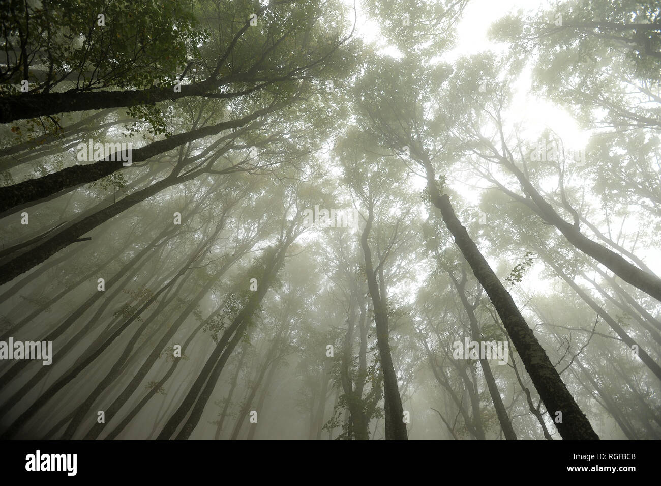 Forêt dans la brume près de la montagne Chatyr-Dag à Anharskyy Angarskyi Pereval (COL), Crimée, Ukraine. 3 octobre 2008 © Wojciech Strozyk / Alamy Stock Banque D'Images