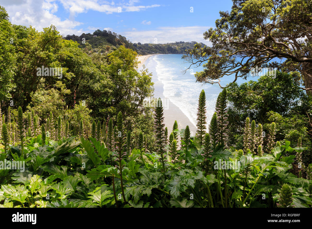 Oneroa beach, Waiheke Island, d'acanthe (Acanthus mollis avec) et des buissons au premier plan. Banque D'Images