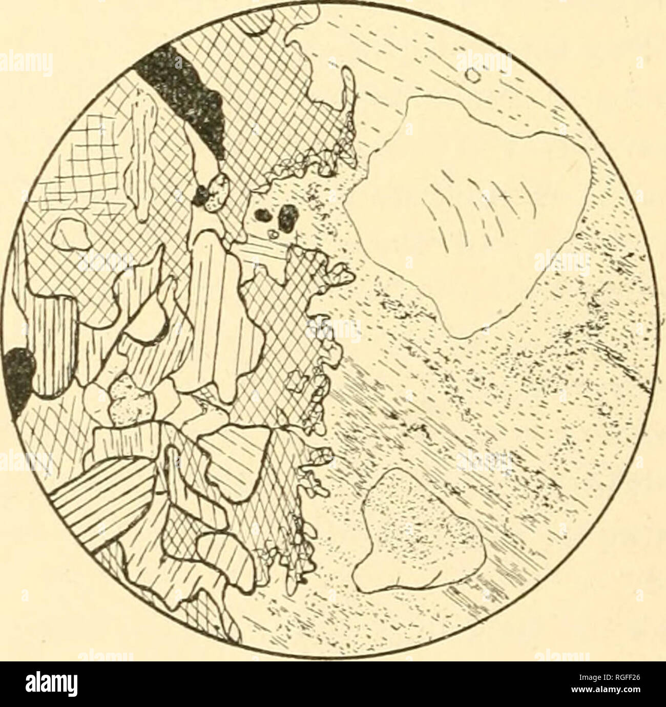 . Bulletin de la Société géologique d'Amérique. La géologie, la Géologie -- United States. Figuke «1.-Occurrence d'Nepkeline en sodalite et de feldspath. l  = 2 ; néphéline  = la sodalite. danse de cristaux apparents dans l'échantillon à la main, la section fine contient des grains couvercle avec idiomorphic formes. Toutes ces formes sont permises entre eux hy entourant les céréales ; de sorte que nous avons dans cette partie feldspathiques. Figure 3.-Eleolite de syénite Jli Rouge". Tin- diapositive montre une partie d'une accumulation de base composé de biotite, de hornblende, de l'augite (rec- j'tngular décolleté), sphène (lignes pointillées) et de magnétite. Banque D'Images