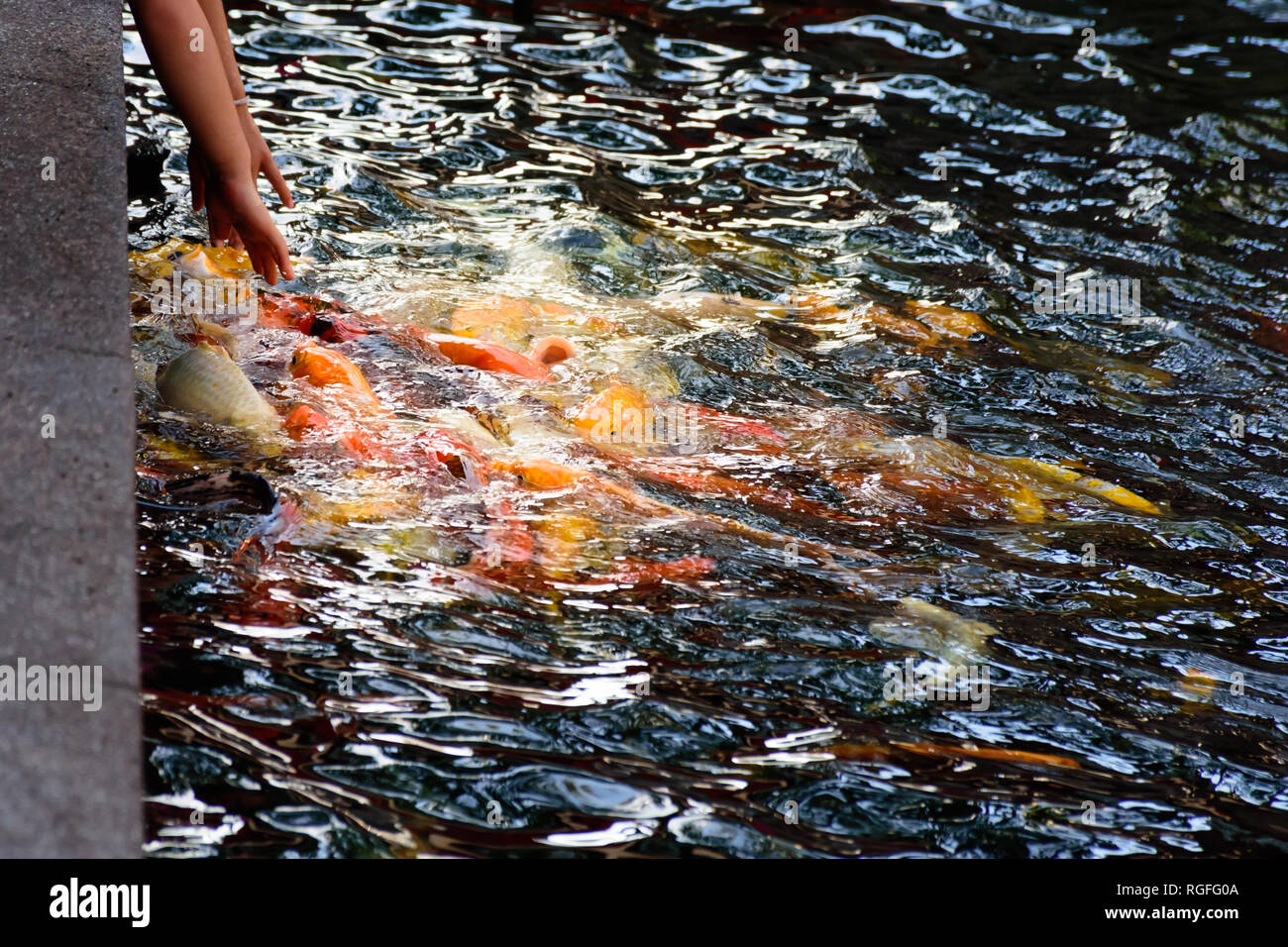Fantaisie colorée ou poisson carpe koi de poissons nagent. Koi de poissons nager dans l'étang. Vue de dessus et effectuer un zoom avant pour fermer le haut. L'eau est claire et noire reflecti Banque D'Images
