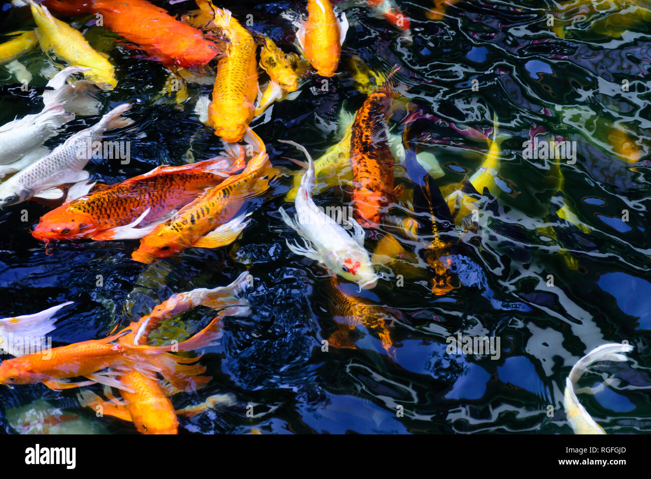 Fantaisie colorée ou poisson carpe koi de poissons nagent. Koi de poissons nager dans l'étang. Vue de dessus et effectuer un zoom avant pour fermer le haut. L'eau est claire et noire reflecti Banque D'Images