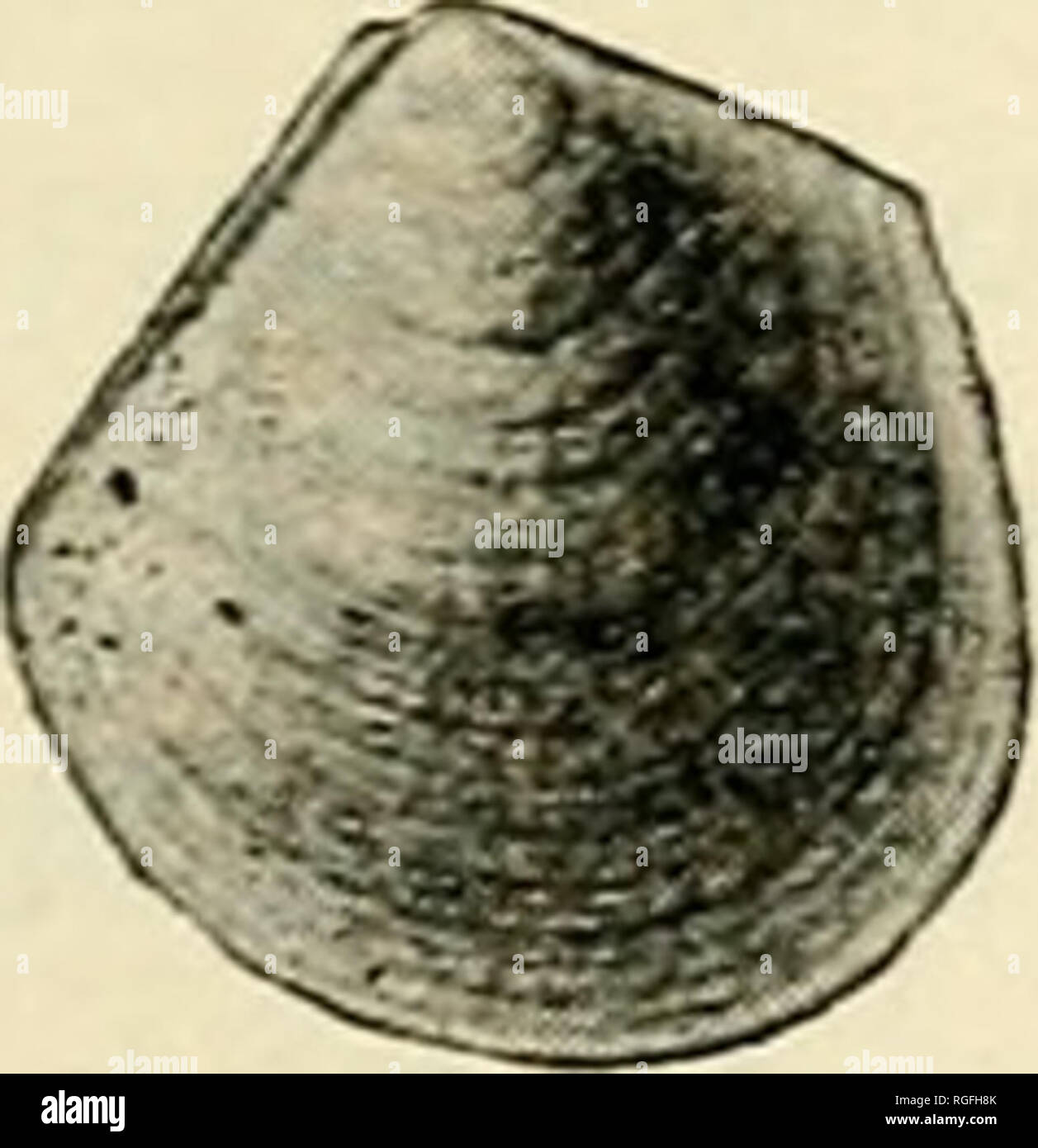. Bulletin de la Société des Sciences Naturelles de Buffalo. Histoire naturelle -- New York (État) ; l'histoire naturelle. Genre LUNULICARDIUM. Munster. [Ety. La Lunule :, un peu de lune, cardium, un genre.] (1840 : Beitrage zur Petrefactenkunde, 3eqa Heft., art. 69.) l'égalité avec les vannes inequilateral transversalement elliptique, sous-, sous-circulaire, ou en mode plan trigonal. Depuis le terminal de bec d'un crête angulaire s'exécute à la baisse, délimitant une aplati, en forme de coeur zone antérieure ou lunule, qui a un centre de l'ouverture du byssus. Surface marquée par con- centric strie ?, et souvent par des rayons. FRAGIL LUNULICARDIUM Banque D'Images