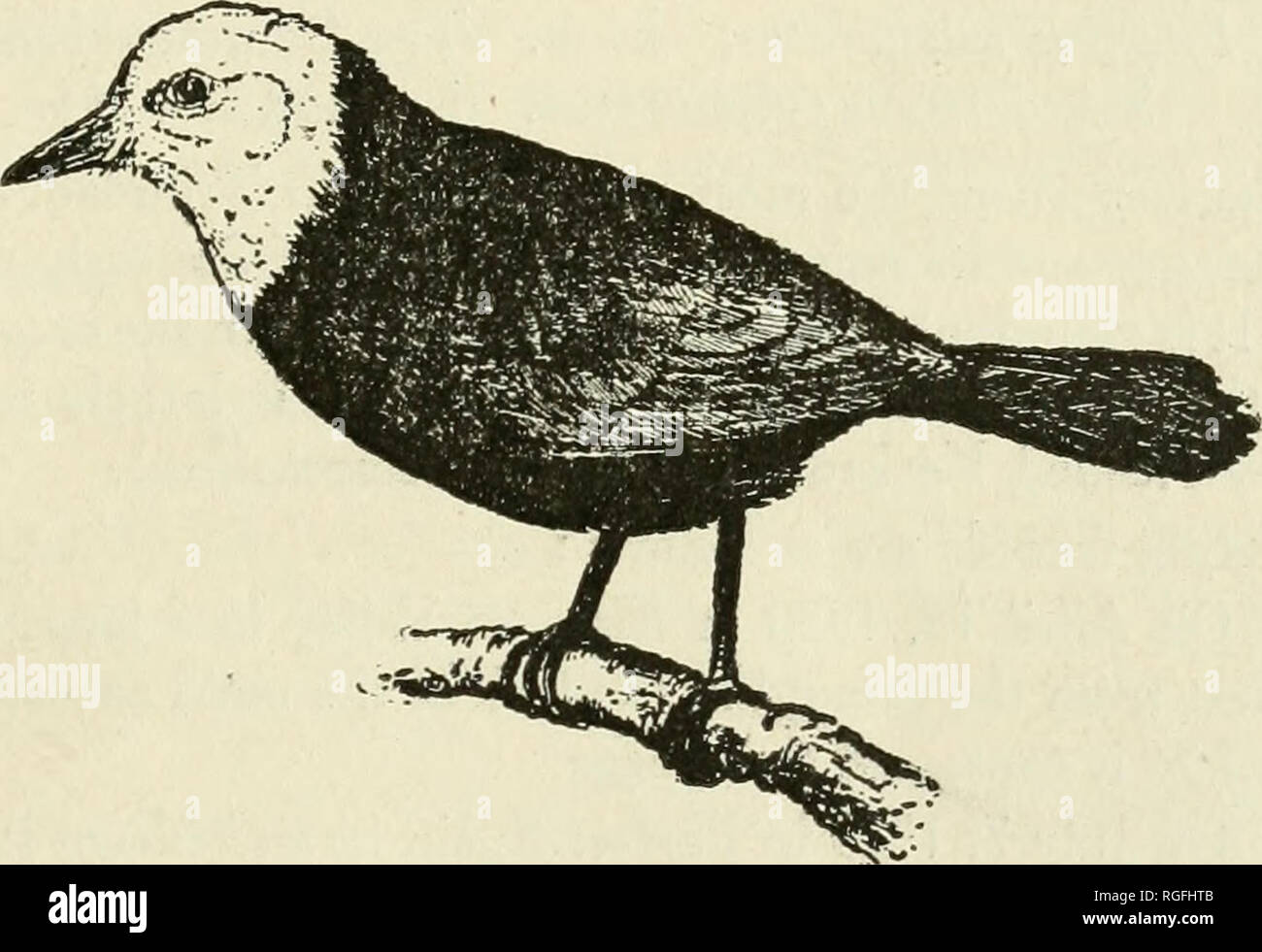 Bulletin Du Ministère De Lagriculture De Trinité Et Tobago