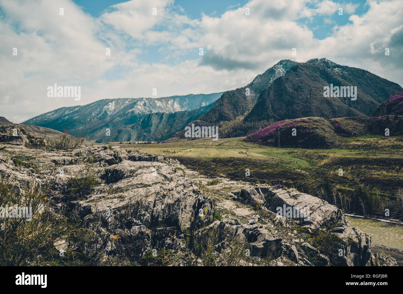 Paysages de montagne Chui intestinal, Altaï. Floraison printanière dans les montagnes Banque D'Images