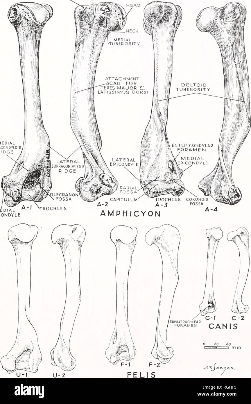 . Bulletin du Museum of Comparative Zoology de Harvard College. Zoologie. OLSEN : ICYON LONGUiAMIS 29 AMP11^ INTERTUBERAL TUBÉROSITÉ LATÉRALE:GROOVE' AD Mil, SUPR4C0ID0NDVL RIDGE. L'EPICONDYLE U-U-2 URSU S Figure 7 humérus droit Amphicyon. A-l, vue antérieure ; A-2, A-3 ; vue médiale, vue postérieure ; A-4, vue latérale. Vues comparables pour l'Ursus, Felis et Canis.. Veuillez noter que ces images sont extraites de la page numérisée des images qui peuvent avoir été retouchées numériquement pour plus de lisibilité - coloration et l'aspect de ces illustrations ne peut pas parfaitement ressembler à l'œuvre originale.. La Harvard University Banque D'Images