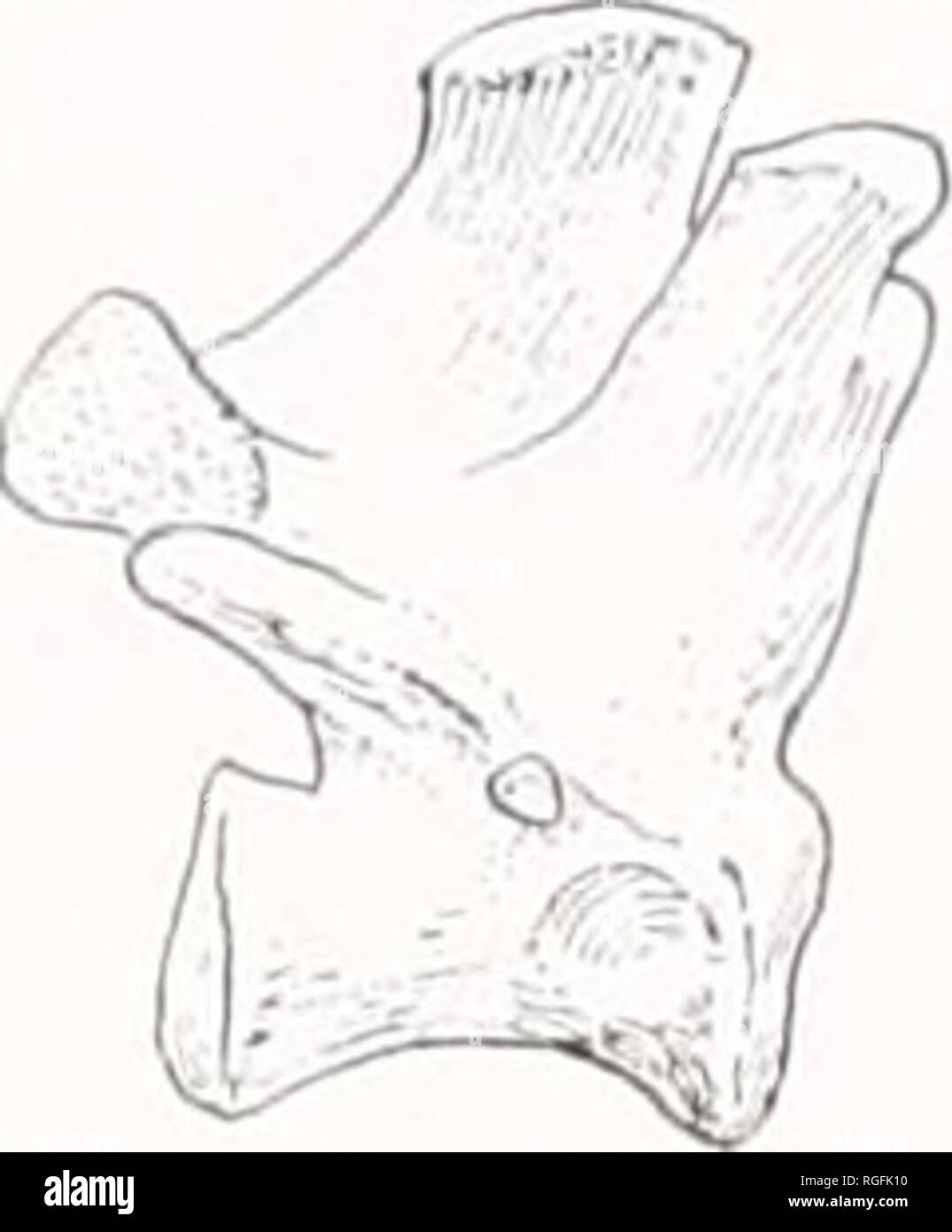 . Bulletin du Museum of Comparative Zoology de Harvard College. Zoologie. F-3 C-2 CANI S 0 à 20. C-3 Figure 1 treizième vertèbre thoracique. Amphieyon A-1, vue postérieure ; A-2, vue dorsale ; A-3, vue latérale. Vues comparables pour l'Ursus, Felis et pouvez est.. Veuillez noter que ces images sont extraites de la page numérisée des images qui peuvent avoir été retouchées numériquement pour plus de lisibilité - coloration et l'aspect de ces illustrations ne peut pas parfaitement ressembler à l'œuvre originale.. L'Université de Harvard. Museum of Comparative Zoology. Cambridge, Mass. : Le Musée Banque D'Images