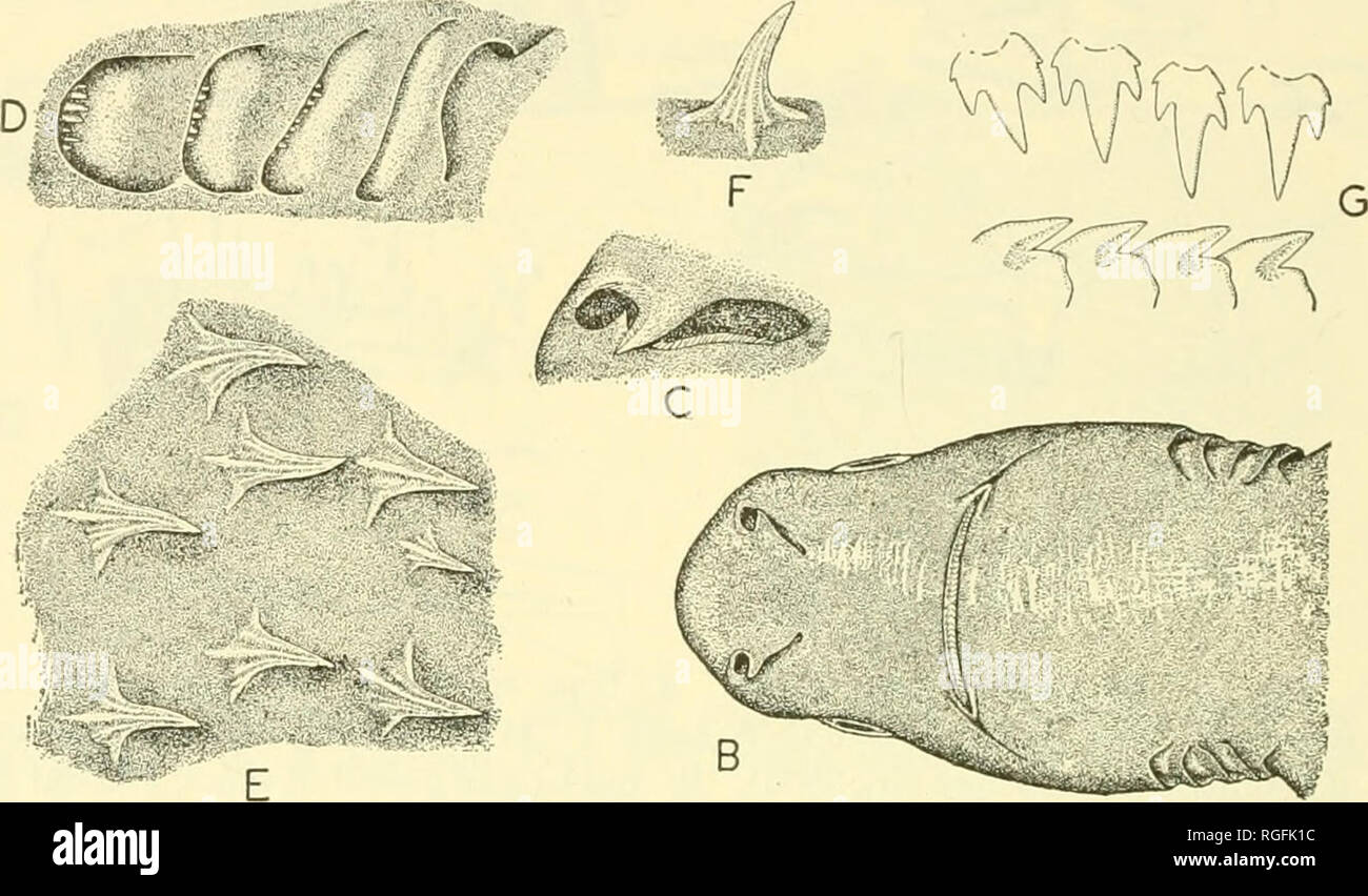. Bulletin du Museum of Comparative Zoology de Harvard College. Zoologie. Fig. 8. Etmopterus princeps Collett, 1904. A : mâle adulte, environ 545 mm. de long, au large de la côte sud de la Nouvelle-Écosse, Lat. 41°25'N, Long. G5°56'W, 400-490 brasses, pointe du museau un peu restauré à partir d'un spécimen de légèrement plus petits à proximité. B : surface inférieure du museau de même, à propos de x 0,4. C : de même, narine X d'environ 1,2. D : ouvertures branchiales de même, côté gauche, x d'environ 1,2. E : groupe des denticules dermiques de même, d'un côté au-dessous de la première nageoire dorsale, x sur 15. F : vue latérale d'un denticule dermique de même, à propos de x 15. G : un supérieur Banque D'Images