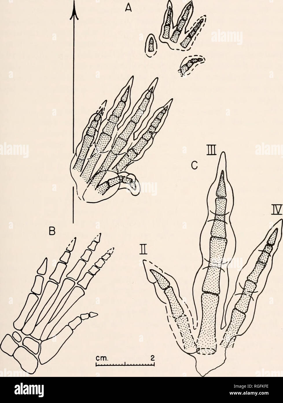 . Bulletin du Museum of Comparative Zoology de Harvard College. Zoologie. Baird : chirotherium lulli T la violence pour l'articulation entre V métatarsien et le calcanéum et tarsale. Là encore, le parallèle le plus proche à Euparkeria est d'être. Fig. 2. A.2 ChirotheriuDi Bock, composite contour de manus et droit pse avec squelette restauré, x 1. La ligne médiane de la flèche représente de piste. Euparkeria capensis B. SPE de balai, x 1, modification du balai après l'Schaeflfer. C. Droit pse empreinte du dinosaure, associé avec phalanges restauré, x 1.. Veuillez noter que ces images sont extraites de sca Banque D'Images