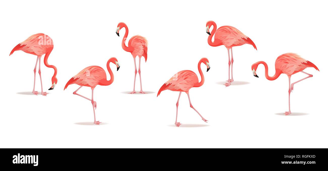 Ensemble de flamants roses exotiques isolé sur fond blanc. Flamingo isolé sur blanc. Illustration vecteur de flamants roses. Illustration de Vecteur