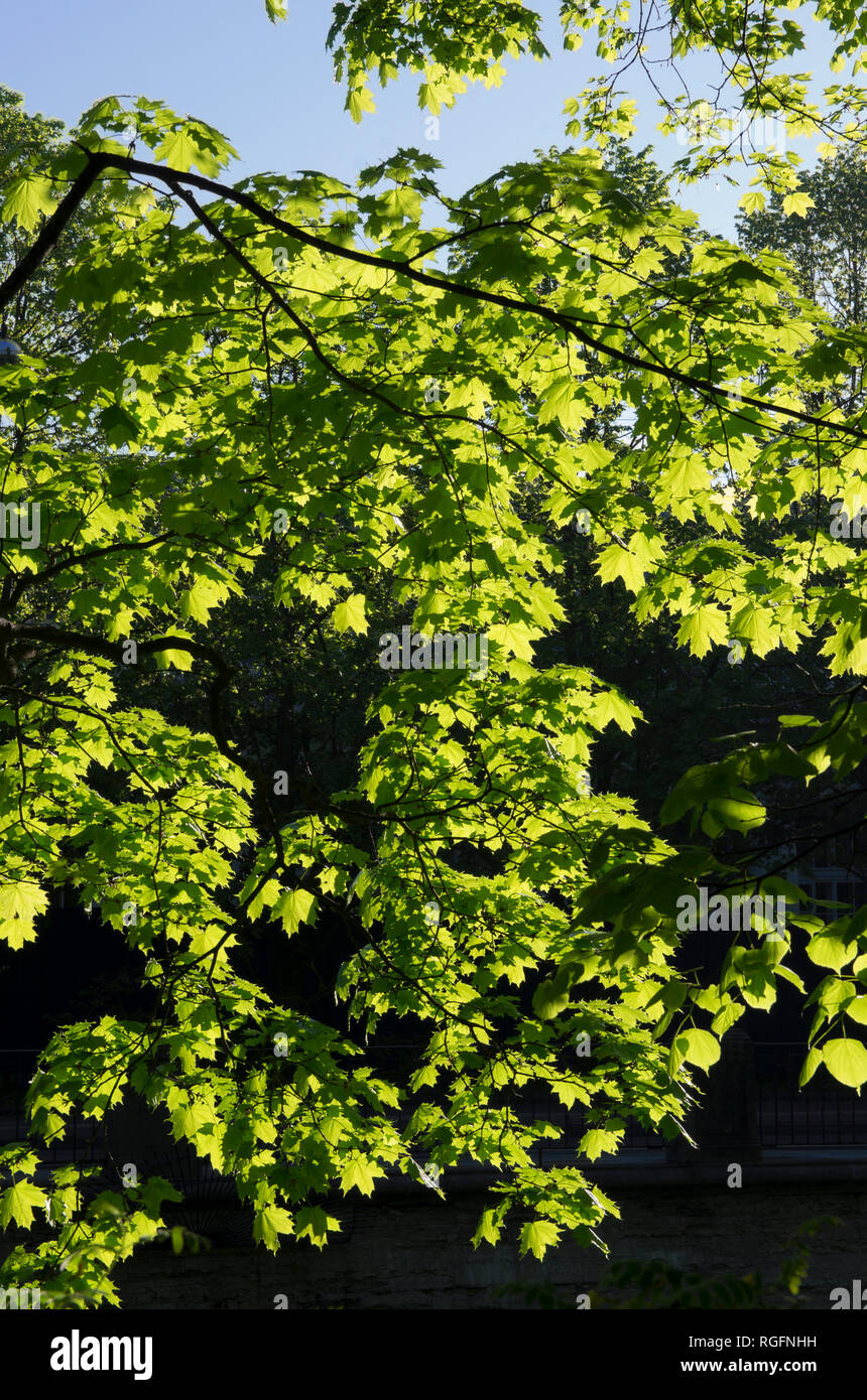 Beaucoup de jeunes feuilles d'érable illuminée par le soleil de printemps Banque D'Images