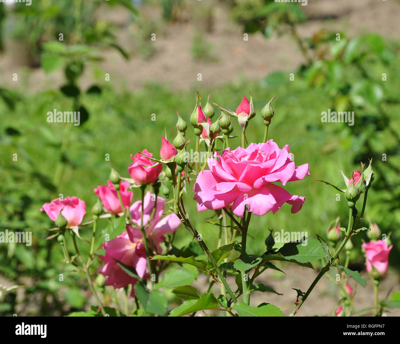 Selective focus on belle floraison parfumée rose rose avec peu de rose sur le fond vert floue Banque D'Images