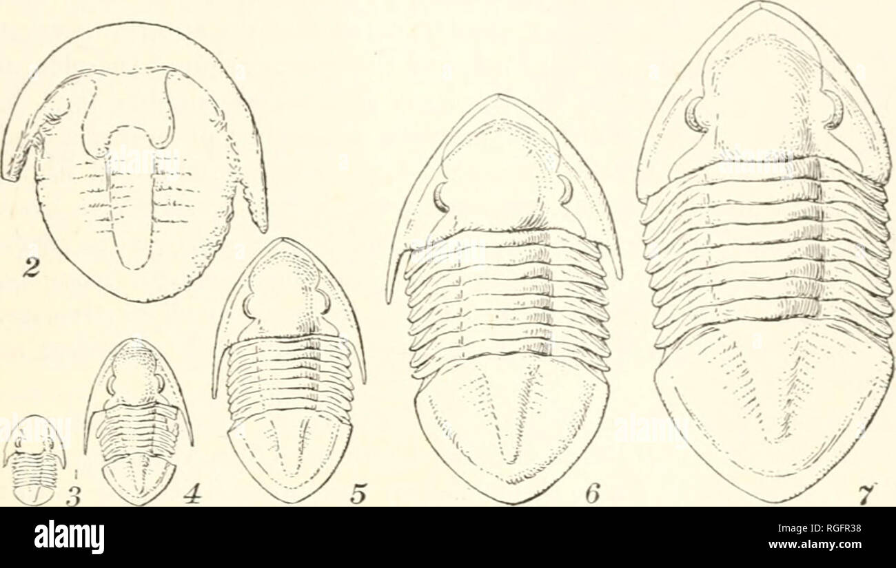 Bulletin du Museum of Comparative Zoology de Harvard College. Zoologie.  RAYMOND : ISOTELUS GIGAS DEKAY. IsoTELrs 255 stade. Le céphalon pygidium et  les deux deviennent lisses, et le lobe axial s'élargit,