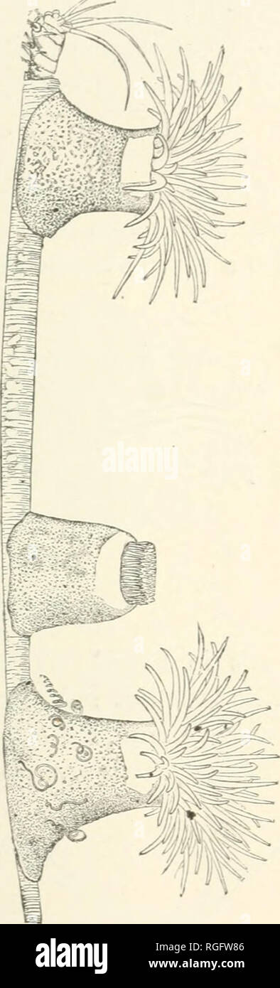 . Bulletin du Museum of Comparative Zoology de Harvard College. Zoologie Zoologie ;. ^^&amp ;£dBm Fijr. 401. -Actinaug-e nodosa. (Verrill.) la base. Les spécimens de quatre pouces | lu^^J ff de diamètre et 6 pouces de hauteur sont souvent élevés dans la drague. Il a été dragué au large de notre côte est, et s'étend de la région des Grands Bancs au cap Hatteras. Bathy- ses soleas varie de 50 à 600 brasses. Depuis les tentacules et partie supérieure de la colonne est sécrété un mucus abondant, qui est hautement phosphorescent. Comme cela a été suggéré par Verrill, ces Actiniae, ancrée comme elles le sont dans la boue par Banque D'Images