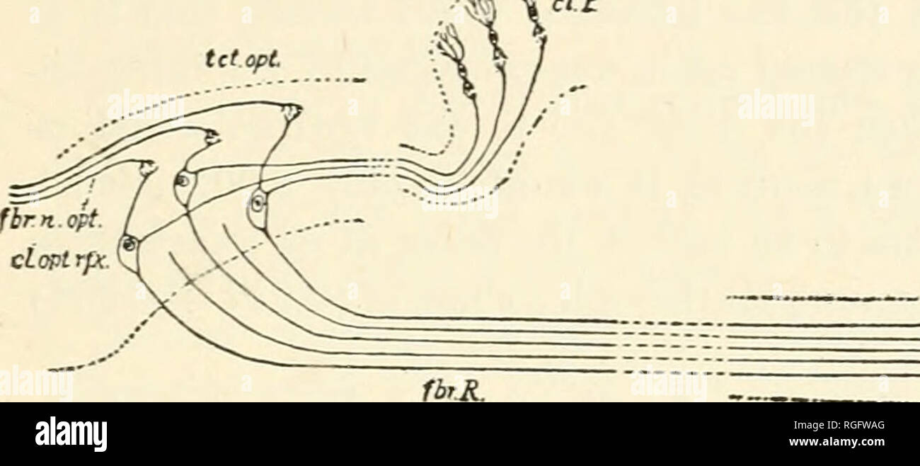 . Bulletin du Museum of Comparative Zoology de Harvard College. Zoologie. saegent : l'appareil reflex optique de vertébrés. 235 Mais si la fonction réflexe optique de cet appareil est admise, les énoncés ci-dessus deviennent alors des vérités corollaire. 3. Retard dans la voie de conduction. Le chemin de conduction nerveuse de chaque impulsion est formé d'une chaîne de neurones. Dans la plus simple des processus ce réflexe peut se composer de seulement deux neui'ons, l'un et l'autre moteur sensoriel, auquel cas il n'y aurait qu'un lieu de critique, qu'entre les prolongements cellulaires des cellules sensorielles et les dendrites des cellules ou Banque D'Images