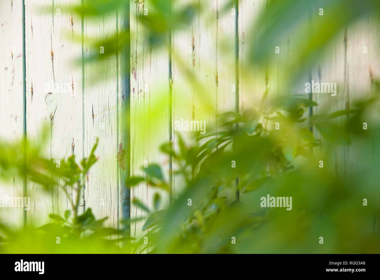 Shabby chic blanc lumineux en bois panneaux de paroi arrière-plan, vue à travers les feuilles vert frais floue à l'avant (l'espace de copie) Banque D'Images