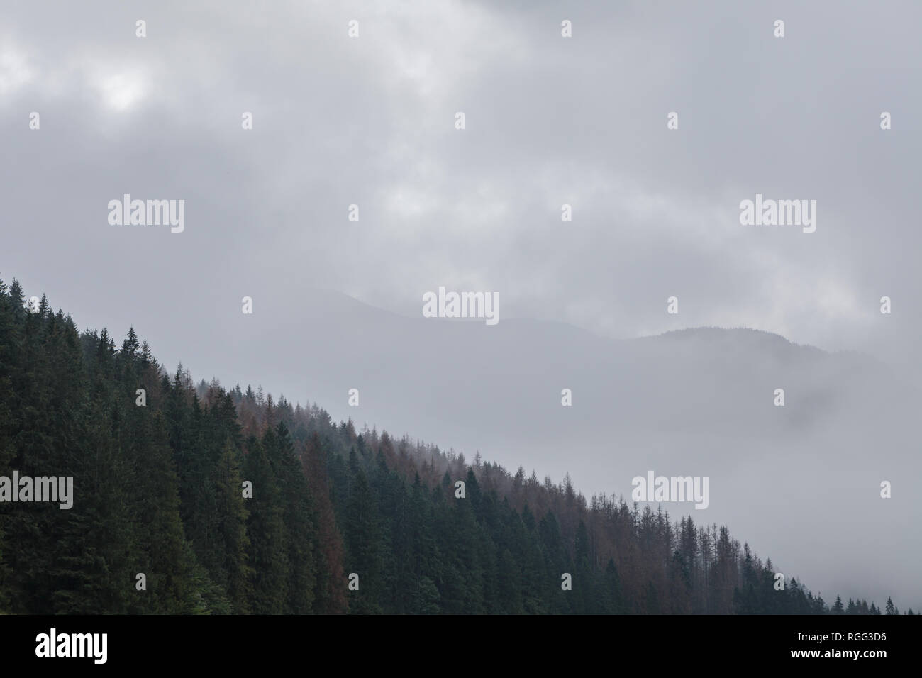 Forêt de pins brumeux, la montagne en arrière-plan Banque D'Images