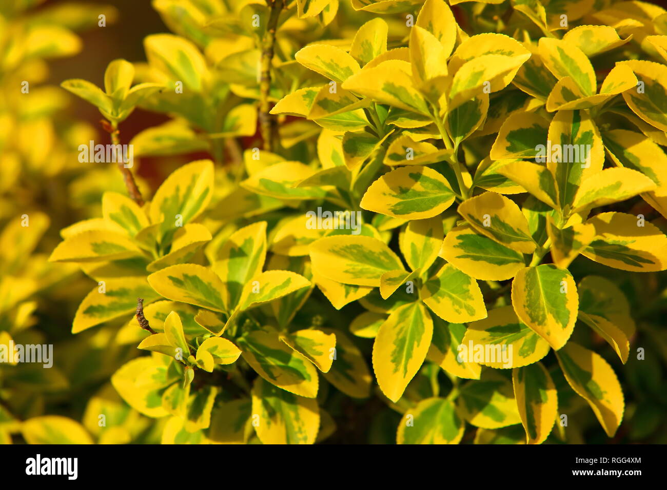 C'est un arbuste très décoratif. Il ravit ses feuilles jaune-vert tout au  long de l'année Photo Stock - Alamy